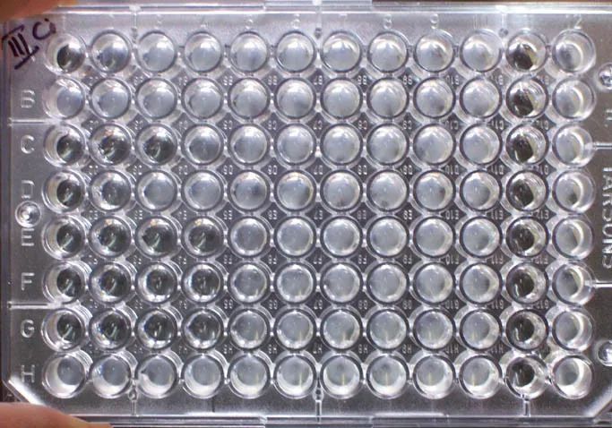 A 96-well broth microdilution plate held in a gloved hand — the assay used to measure antibiotic susceptibility.