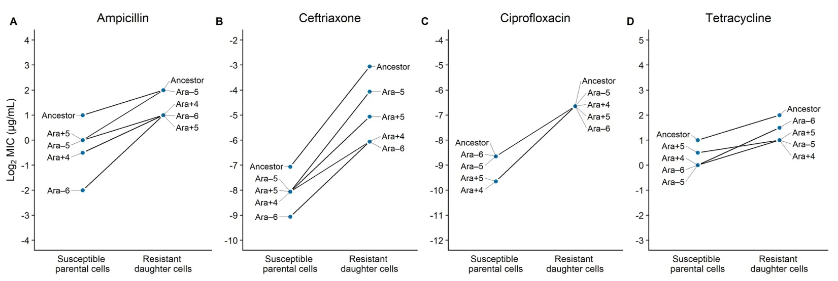 Principal figure from "Historical contingency in the evolution of antibiotic resistance after decades of relaxed selection.", PLoS Biology (2019)