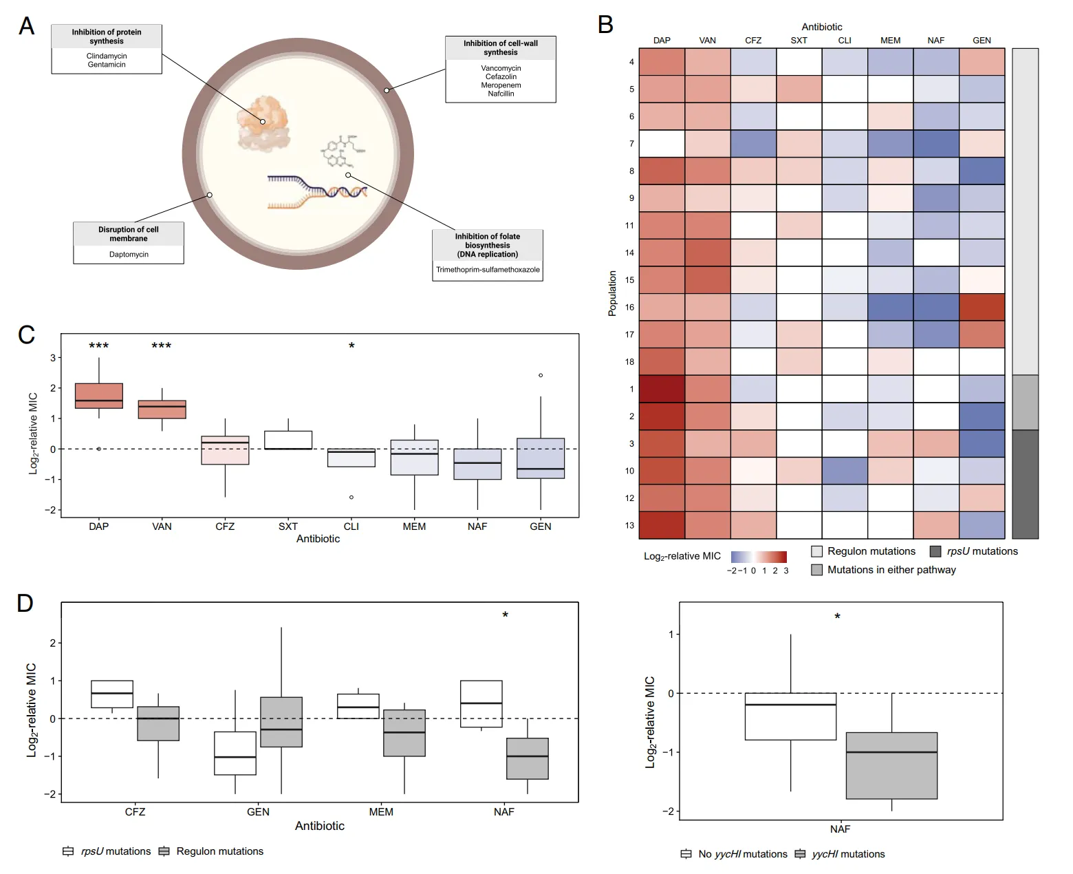 Principal figure from "Evolution under vancomycin selection drives divergent collateral sensitivity patterns in Staphylococcus aureus.", Proceedings of the National Academy of Sciences (2025)