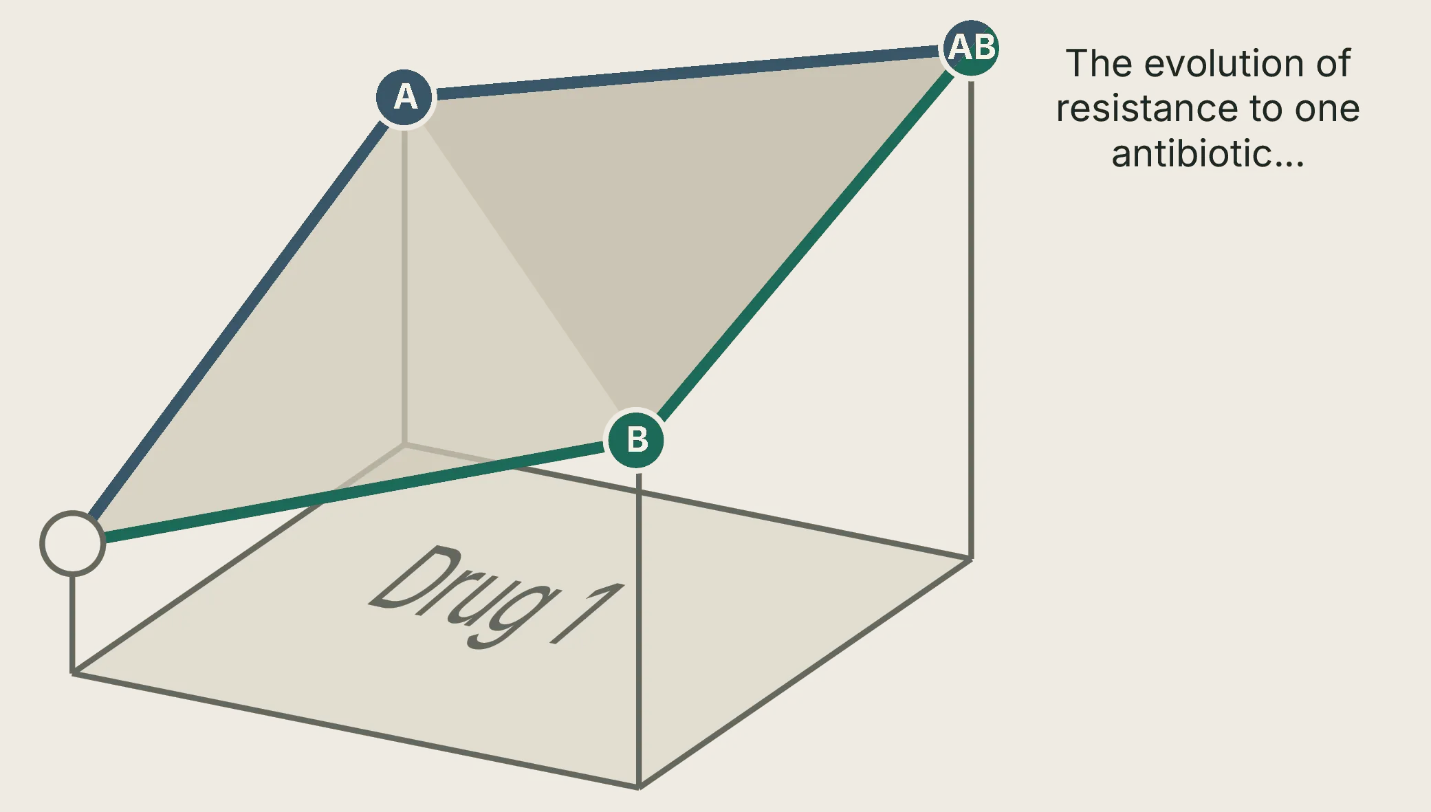 Isometric genotype space: adaptive walks climb to the resistant AB peak under Drug 1.